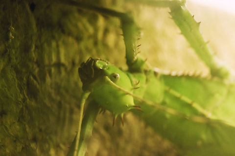 Malayan jungle nymph at Reptile Zoo "Iguana", Vlissingen I know, the photo itself is absolutely horrible, but I wanted to share the species anyway. Europe,Heteropteryx dilatata,Netherlands,Vlissingen,heteropteryx dilatata