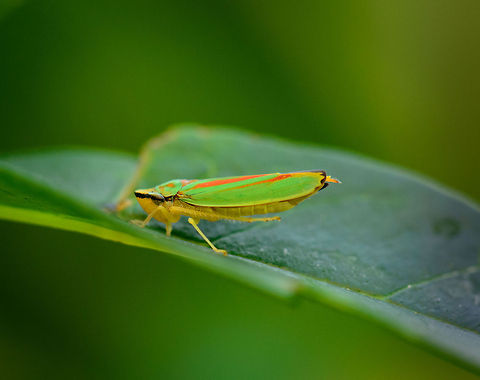 Rhododendron Leafhopper in my yard (Netherlands) Today is a rare tropical day in the Netherlands, with temperatures soaring. Whilst trying to guide our suffering cat through the day I noticed a small bright speckle in the garden, which turned out to be this Rhododendron Leafhopper.

I'm surprised it is a species intro, yet quite happy with that, also because it is the first leafhopper I ever photographed. Europe,Geotagged,Graphocephala fennahi,Heesch,Macro,Netherlands,Rhododendron Leafhopper,The Netherlands