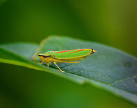 Rhododendron Leafhopper in my yard (Netherlands) Today is a rare tropical day in the Netherlands, with temperatures soaring. Whilst trying to guide our suffering cat through the day I noticed a small bright speckle in the garden, which turned out to be this Rhododendron Leafhopper.<br />
<br />
I'm surprised it is a species intro, yet quite happy with that, also because it is the first leafhopper I ever photographed. Europe,Geotagged,Graphocephala fennahi,Heesch,Macro,Netherlands,Rhododendron Leafhopper,The Netherlands