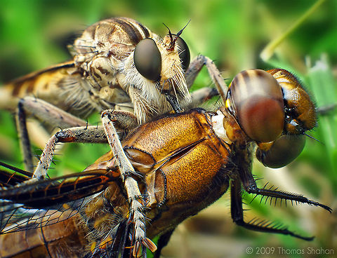 Robber Fly (Triorla interrupta) with Dragonfly (Plathemis lydia) By Thomas Shahan (http://thomasshahan.com) Common Whitetail,Feeding,Fly,Hexapoda,Insects,Libellula lydia,Macro,Plathemis lydia,Robber fly