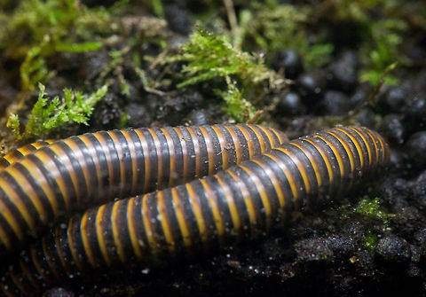 Anadenobolus monilicornis