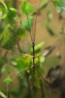 Vietnamese Walking Stick / Annam Stick Insect in Reptile Zoo "Iguana", Vlissingen  Europe,Medauroidea extradentata,Netherlands,Vietnamese Walking Stick,Vlissingen