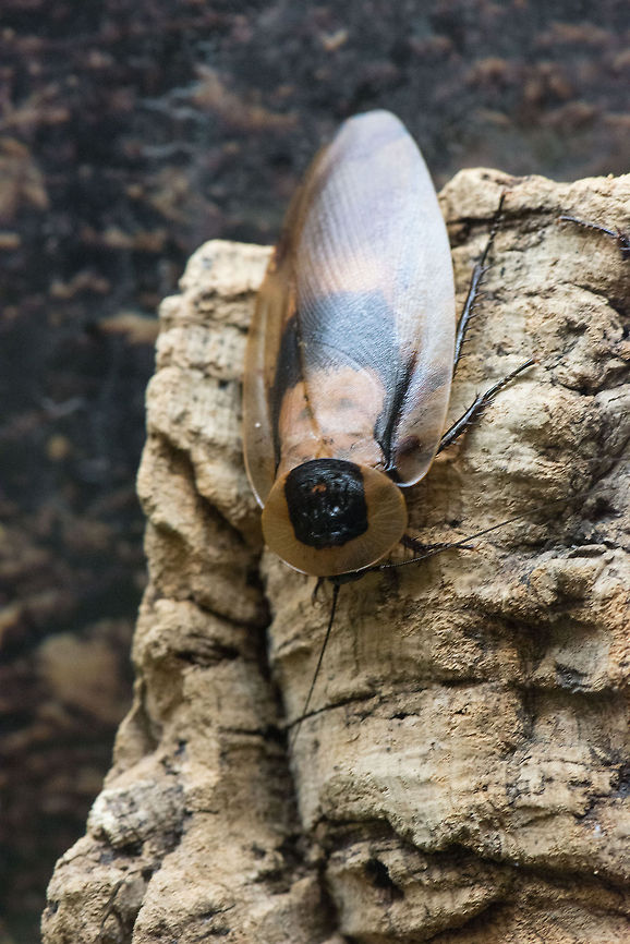 Deaths head cockroach, Reptile Zoo "Iguana", Vlissingen, Netherlands  Blaberus craniifer,Deaths head cockroach,Europe,Netherlands,Vlissingen