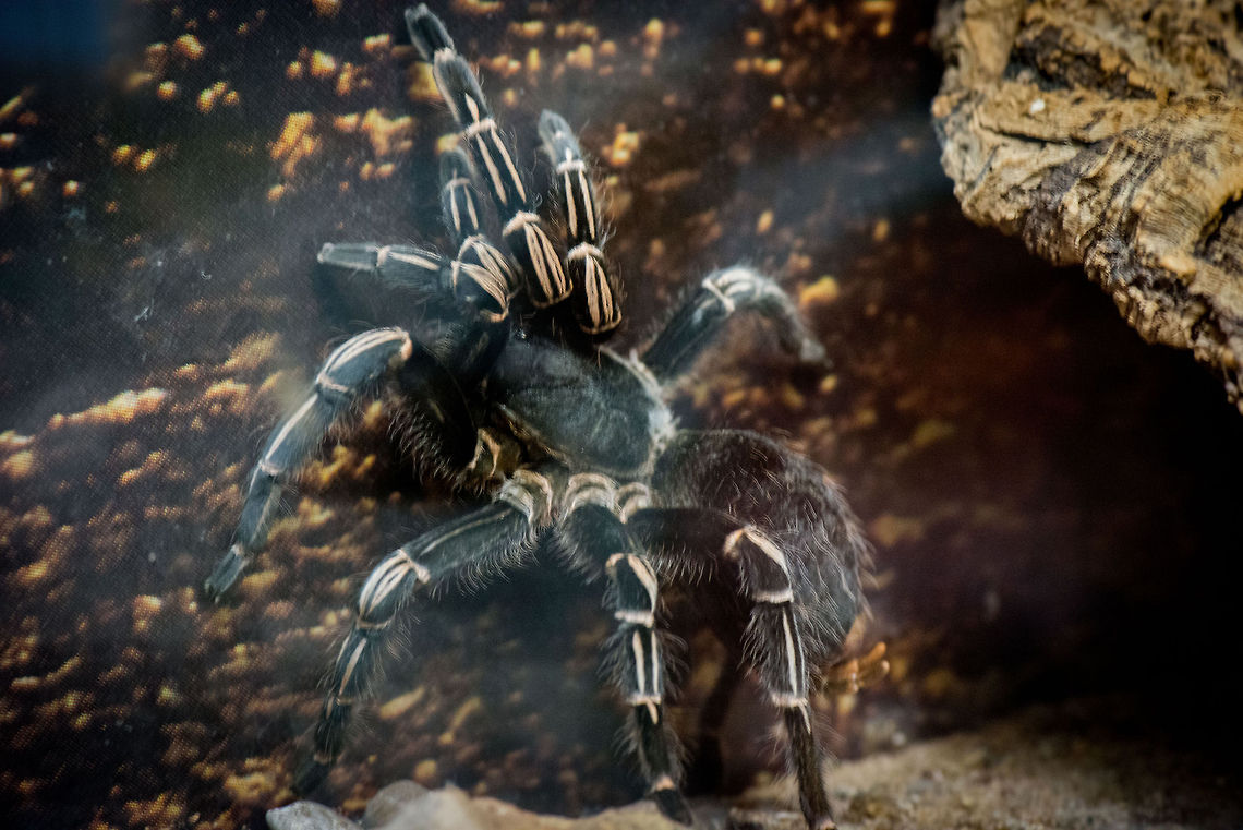 Costa Rican Zebra Tarantula in Reptile Zoo "Iguana", Vlissingen Strangely, in dutch this tarantula is called the &quot;Guatemala Tarantula&quot;. Aphonopelma seemanni,Costa Rican Zebra Tarantula,Europe,Netherlands,Vlissingen