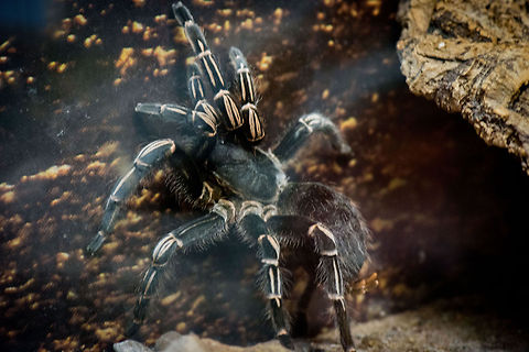 Costa Rican Zebra Tarantula in Reptile Zoo "Iguana", Vlissingen Strangely, in dutch this tarantula is called the "Guatemala Tarantula". Aphonopelma seemanni,Costa Rican Zebra Tarantula,Europe,Netherlands,Vlissingen