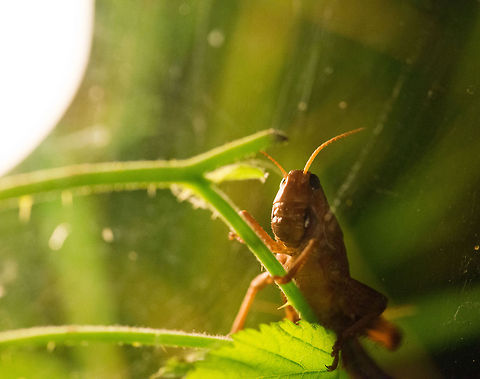 Desert Locust in Reptile Zoo "Iguana", Vlissingen, Netherlands Harmless in this zoo, yet this insect is a major potential thread to the human food supply. Desert Locust,Europe,Netherlands,Schistocerca gregaria,Vlissingen
