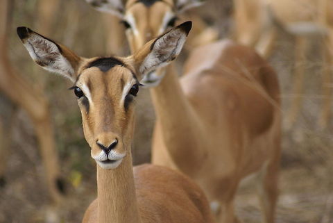 Female impala close-up Captured in the Kruger National Park in South Africa. Africa,Closeup,Geotagged,Impala,Mammals,South Africa