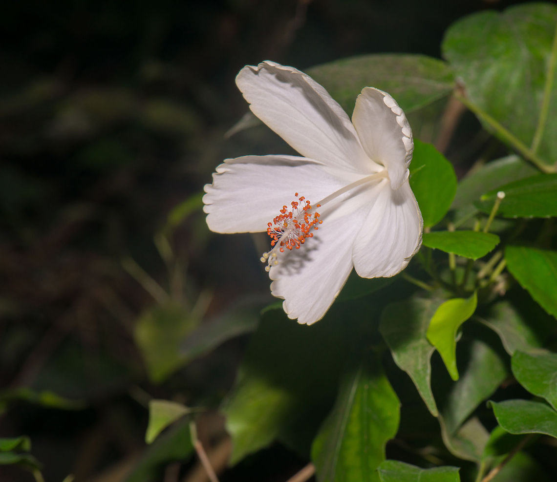 White Hibiscus in butterfly park Leidschedam, Netherlands With several hundred species of Hibiscus, I can't be sure of this species. This photo was taken in a butterfly park in the Netherlands which has an artificial climate, therefore the location won't help in tracking down the exact species. Chinese hibiscus,Europe,Hibiscus rosa-sinensis,Leidschedam,Macro,Netherlands,Vlinders aan de Vliet