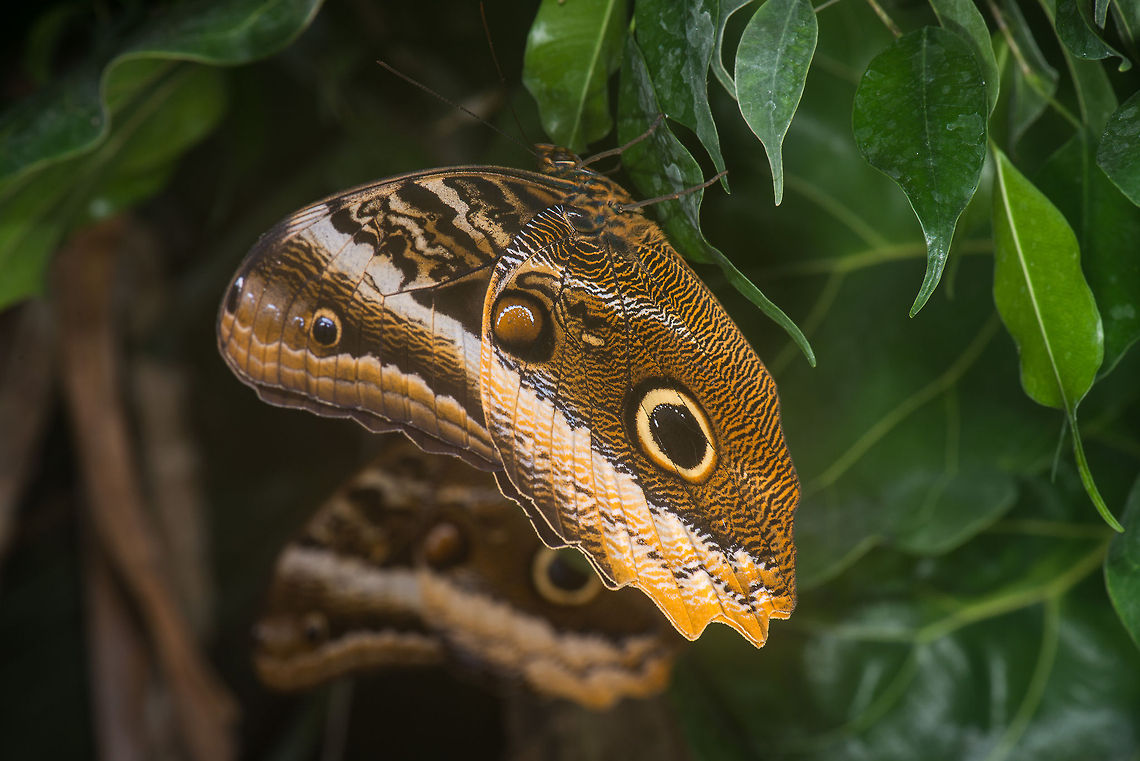 Yellow-edged Giant Owl hanging on leaf in butterfly park Although it is relatively dull-colored, this butterfly has one of most complicated patterns I have yet seen. It seems to contain almost everything: horizontal stripes, vertical stripes, eyes, tiger, panther, you name it, it has it :)<br />
<br />
If that isn&#039;t complicated enough, the upper side of its wings are yet totally different:<br />
<br />
<a href="http://en.wikipedia.org/wiki/Caligo_atreus#mediaviewer/File:Caligo_atreus_open.jpg" rel="nofollow">http://en.wikipedia.org/wiki/Caligo_atreus#mediaviewer/File:Caligo_atreus_open.jpg</a> Caligo atreus,Europe,Leidschedam,Macro,Netherlands,Vlinders aan de Vliet,Yellow-edged Giant Owl