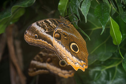 Yellow-edged Giant Owl hanging on leaf in butterfly park Although it is relatively dull-colored, this butterfly has one of most complicated patterns I have yet seen. It seems to contain almost everything: horizontal stripes, vertical stripes, eyes, tiger, panther, you name it, it has it :)

If that isn't complicated enough, the upper side of its wings are yet totally different:

http://en.wikipedia.org/wiki/Caligo_atreus#mediaviewer/File:Caligo_atreus_open.jpg Caligo atreus,Europe,Leidschedam,Macro,Netherlands,Vlinders aan de Vliet,Yellow-edged Giant Owl