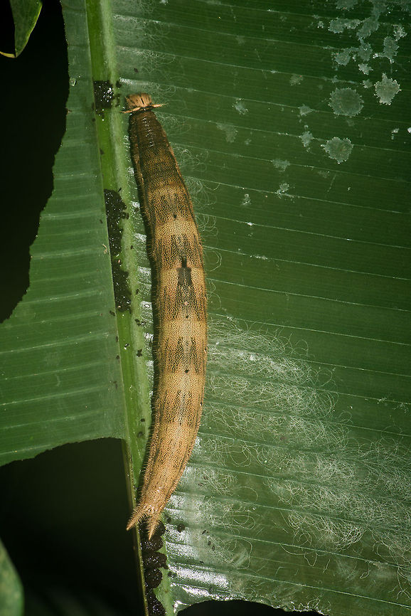 Caterpillar of Yellow-edged Giant Owl This is the caterpillar of the Yellow-edged Giant Owl butterfly. As large as the butterfly is, as huge as the caterpillar is, for sure the largest I have ever seen. In this shot you can see how it processed the left side of the leaf almost entirely, and also how it is leaving &quot;waste&quot; in the leaf&#039;s edge. Caligo atreus,Europe,Leidschedam,Macro,Netherlands,Vlinders aan de Vliet,Yellow-edged Giant Owl