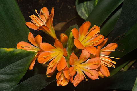 Bush of Bush lillies at butterfly park Leidschedam, the Netherlands  Bush lily,Clivia miniata,Europe,Leidschedam,Macro,Netherlands,Vlinders aan de Vliet