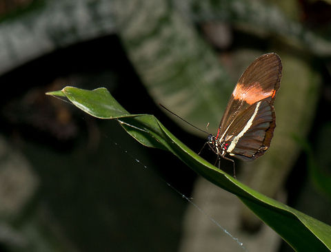 Red Postman butterfly in butterfly park Leidschedam The scene is poorly lit, as I had to flash from too far away. Europe,Heliconius erato,Leidschedam,Macro,Netherlands,Red Postman,Vlinders aan de Vliet