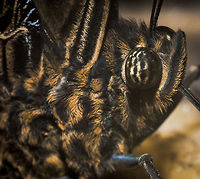Extreme closeup of Yellow-edged Giant Owl face This is a crop of the below photo:<br />
http://www.jungledragon.com/image/19658/closeup_of_yellow-edged_giant_owl_feeding_on_fruit.html Caligo atreus,Europe,Leidschedam,Macro,Netherlands,Vlinders aan de Vliet,Yellow-edged Giant Owl