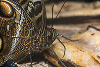 Closeup of Yellow-edged Giant Owl feeding on fruit Zooming in on those spectacular eyes:<br />
http://www.jungledragon.com/image/19657/extreme_closeup_of_yellow-edged_giant_owl_face.html Caligo atreus,Europe,Leidschedam,Macro,Netherlands,Vlinders aan de Vliet,Yellow-edged Giant Owl