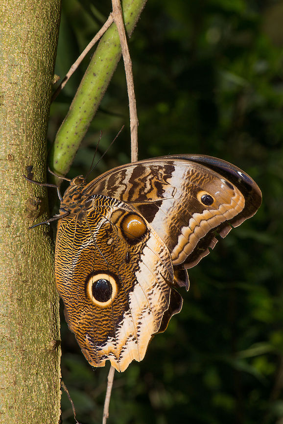 Yellow-edged Giant Owl side view The butterfly park &quot;Vlinders aan de Vliet&quot; in the Netherlands at this time of year had dozens of these giant owls during their flight period. As large as they are, they are still sometimes hard to see. This one was only inches away from my face before I spotted it.  Caligo atreus,Europe,Leidschedam,Macro,Netherlands,Vlinders aan de Vliet,Yellow-edged Giant Owl