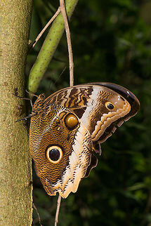 Yellow-edged Giant Owl side view The butterfly park "Vlinders aan de Vliet" in the Netherlands at this time of year had dozens of these giant owls during their flight period. As large as they are, they are still sometimes hard to see. This one was only inches away from my face before I spotted it.  Caligo atreus,Europe,Leidschedam,Macro,Netherlands,Vlinders aan de Vliet,Yellow-edged Giant Owl