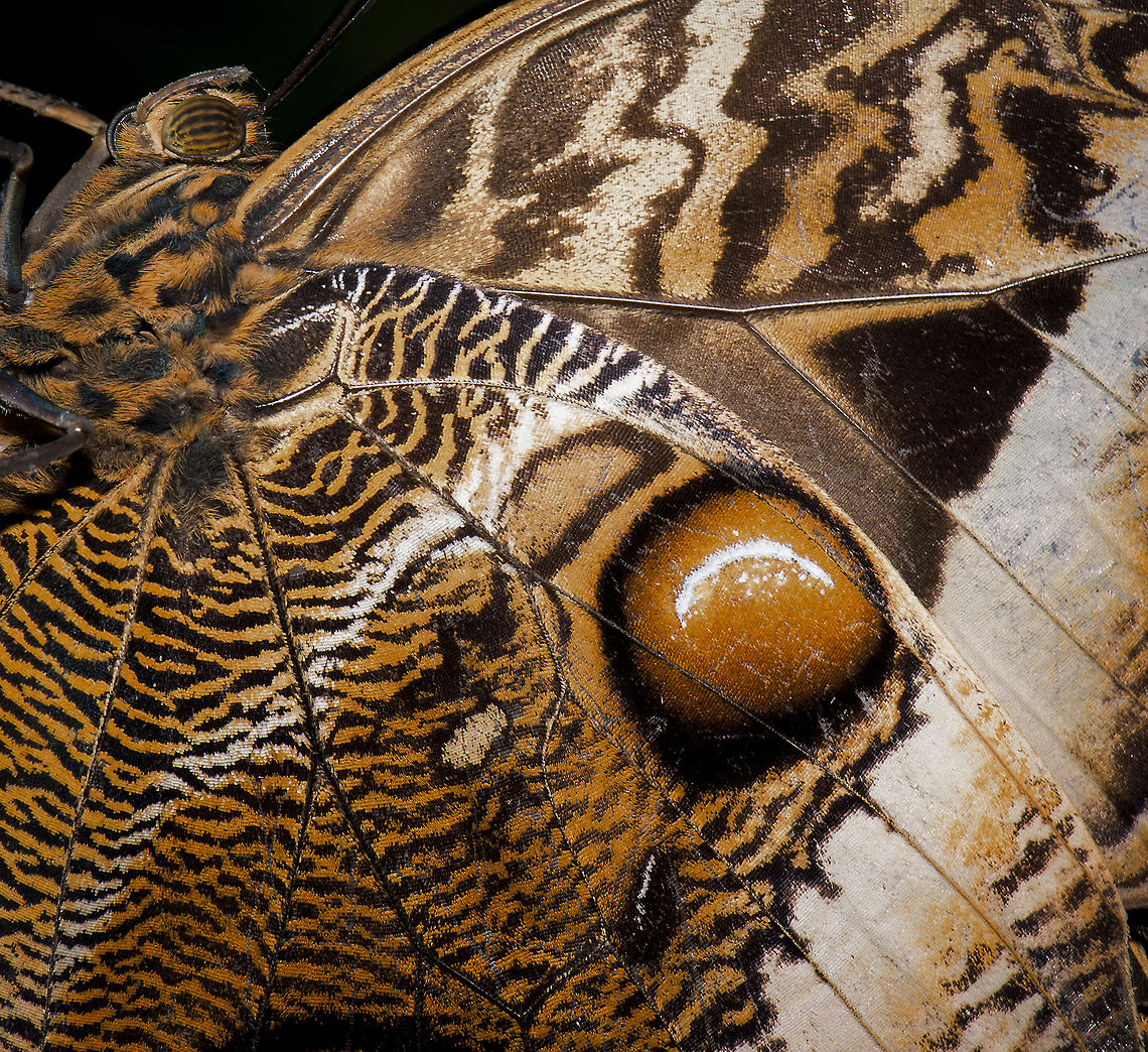 Yellow-edged Giant Owl wing closeup, Leidschedam  Caligo atreus,Europe,Leidschedam,Macro,Netherlands,Vlinders aan de Vliet,Yellow-edged Giant Owl