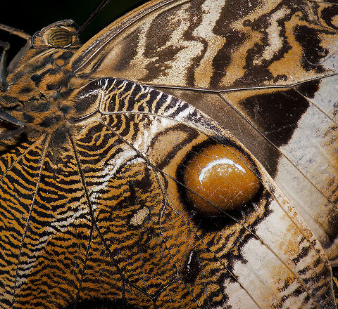 Yellow-edged Giant Owl wing closeup, Leidschedam  Caligo atreus,Europe,Leidschedam,Macro,Netherlands,Vlinders aan de Vliet,Yellow-edged Giant Owl