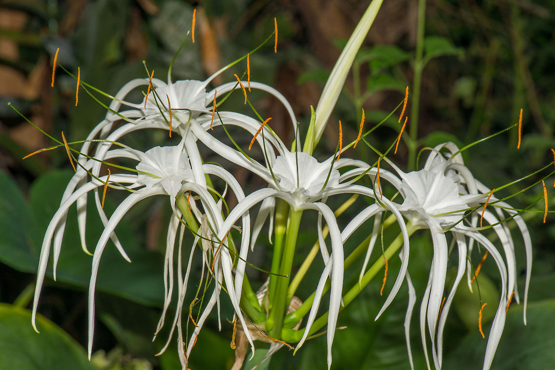 White Beach Spider Lily at Butterfly park "Vlinders aan de Vliet", Leidschedam  Beach Spider Lily,Europe,Hymenocallis littoralis,Leidschedam,Macro,Netherlands,Vlinders aan de Vliet