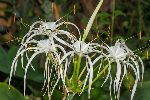 White Beach Spider Lily at Butterfly park "Vlinders aan de Vliet", Leidschedam  Beach Spider Lily,Europe,Hymenocallis littoralis,Leidschedam,Macro,Netherlands,Vlinders aan de Vliet