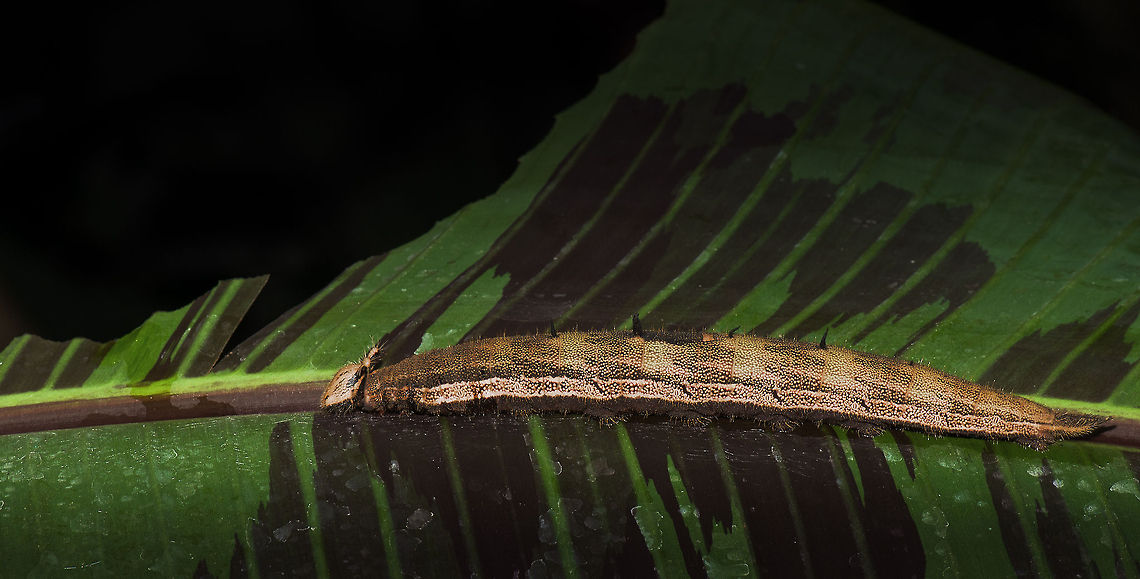 Yellow-edged Giant Owl caterpillar traveling giant leaf Later when I grow up to be big I will...oh wait. These caterpillars of the Yellow-edged Giant Owl are truly huge early on in life. Caligo atreus,Europe,Leidschedam,Macro,Netherlands,Vlinders aan de Vliet,Yellow-edged Giant Owl