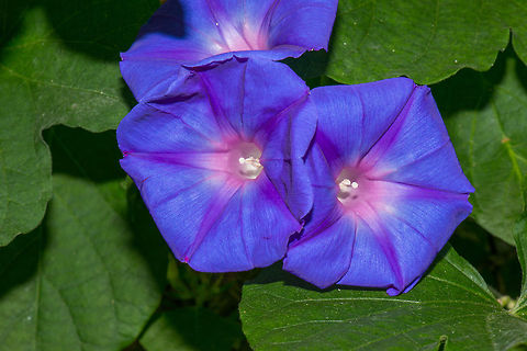 Common Morning Glory, butterfly park "Vlinders aan de Vliet" Intensely purple flowers, I hope I got the ID right. Common Morning Glory,Europe,Ipomoea purpurea,Leidschedam,Macro,Netherlands,Vlinders aan de Vliet