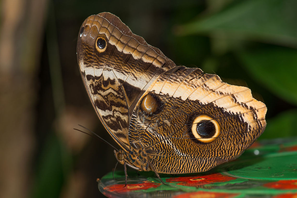 Yellow-edged Giant Owl on feeding platter in butterfly park  Caligo atreus,Europe,Leidschedam,Macro,Netherlands,Vlinders aan de Vliet,Yellow-edged Giant Owl