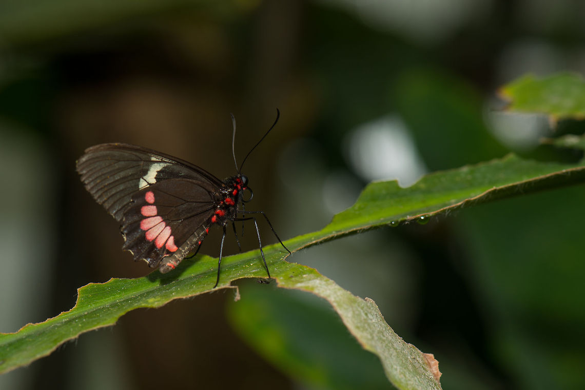 Ruby-spotted Swallowtail on processed leaf, "Vlinders aan de Vliet", Leidschedam, Netherlands  Europe,Leidschedam,Macro,Netherlands,Papilio anchisiades,Vlinders aan de Vliet