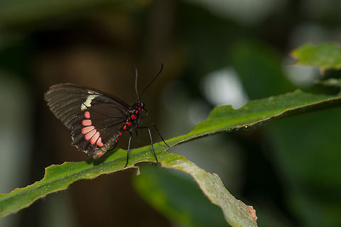 Ruby-spotted Swallowtail on processed leaf, "Vlinders aan de Vliet", Leidschedam, Netherlands  Europe,Leidschedam,Macro,Netherlands,Papilio anchisiades,Vlinders aan de Vliet