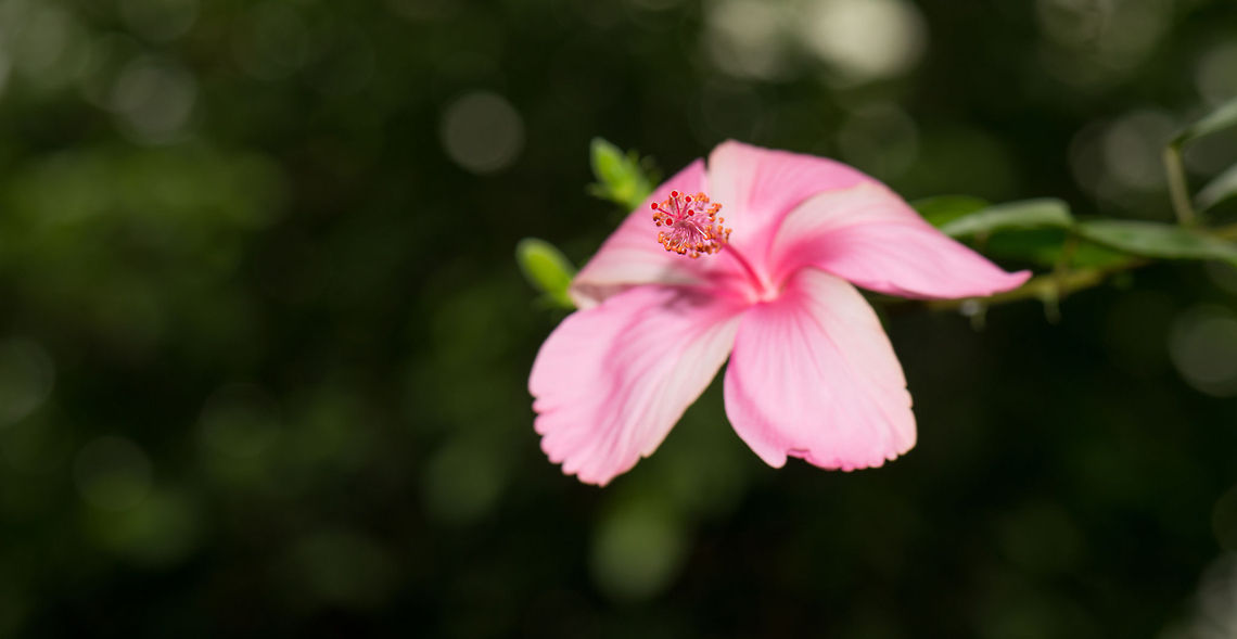 Pink Hibiscus at butterfly park "Vlinders aan de Vliet", Leidschedam Only the stem is in focus :) Chinese hibiscus,Europe,Hibiscus rosa-sinensis,Leidschedam,Macro,Netherlands,Vlinders aan de Vliet