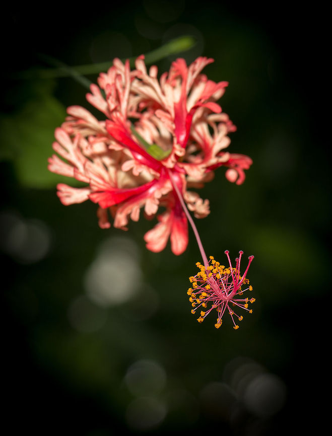Japanese Lanterns in butterfly park "Vlinders aan de Vliet"  Europe,Hibiscus schizopetalus,Japanese Lanterns,Leidschedam,Macro,Netherlands,Vlinders aan de Vliet