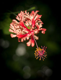 Japanese Lanterns in butterfly park "Vlinders aan de Vliet"  Europe,Hibiscus schizopetalus,Japanese Lanterns,Leidschedam,Macro,Netherlands,Vlinders aan de Vliet