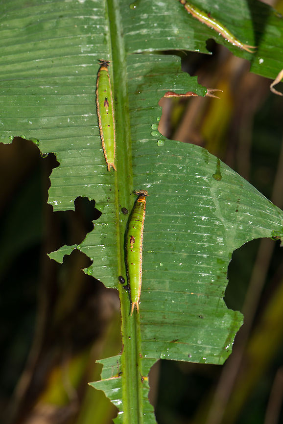 Caterpillars of the Forest Giant Owl Captured in butterfly park &quot;Vlinders aan de Vliet&quot; in Leidschedam, the Netherlands. These very large caterpillars can be identified by their large green body, but above all by the red &quot;shark fin&quot; in the middle of their back. At the top of the photo in the background you can see such a fin from the side. Caligo eurilochus,Europe,Leidschedam,Macro,Netherlands,Vlinders aan de Vliet