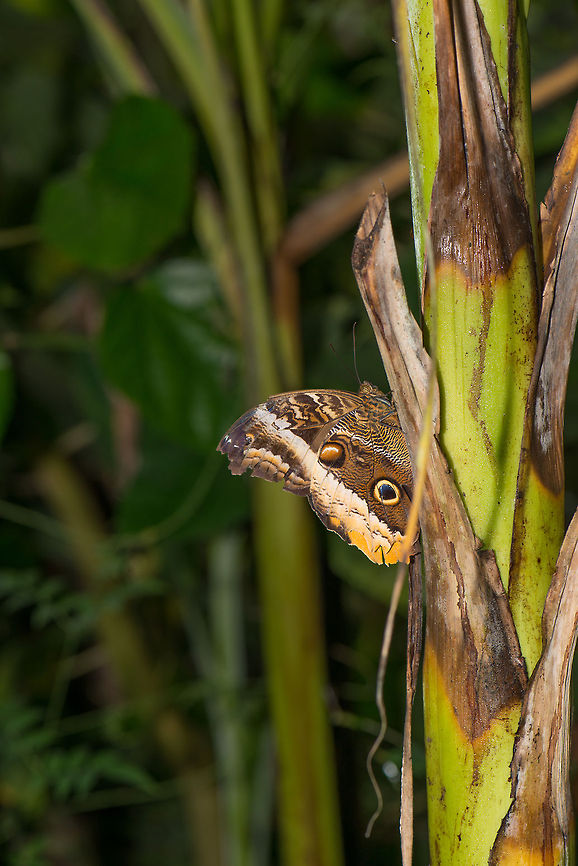 Yellow-edged Giant Owl on tropical tree, wings collapsed, side view Captured in butterfly park &quot;Vlinders aan de Vliet&quot;, Leidschedam, the Netherlands. Caligo atreus,Europe,Leidschedam,Macro,Netherlands,Vlinders aan de Vliet,Yellow-edged Giant Owl