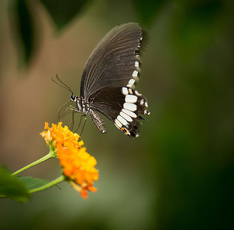 Common Mormon butterfly in butterfly park "Vlinders aan de Vliet" I'm having trouble identifying this butterfly, which I captured at butterfly park "Vlinders aan de Vliet" in the Netherlands. I've been using the following to identify other spottings at that park...

http://zoom.nl/groep/406/vlinders-aan-de-vliet.html

...however, this one is not in there. Well, there's one photo, but it is unidentified:

http://zoom.nl/foto/dieren/op-de-uitkijk.979946.html?object=group&object_id=406
 Common Mormon,Europe,Leidschedam,Macro,Netherlands,Papilio polytes,Vlinders aan de Vliet