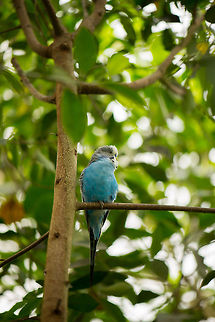 Budgerigar (Blue Parakeet) in Butterfly park "Vlinders aan de Vliet"  Budgerigar,Europe,Leidschedam,Macro,Melopsittacus undulatus,Netherlands,Vlinders aan de Vliet