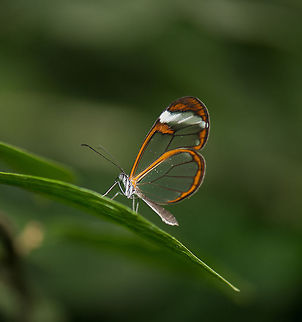 Glasswinged butterfly (Greta Oto) in butterfly park "Vlinders aan de Vliet", Netherlands. This butterfly park is a 90 minute drive for us, and this was our first visit. Beforehand, I had been admiring photos from the park made by others. It looked like macro paradise, showcasing enormous quantities of exotic butterflies.

Maybe we visited at the wrong time, but we managed to find only about 10 species, not the hundred or so that we expected. Having circled the greenhouse 3 times, we were about to leave. It was nice, it was fun, but we were expecting more highlights.

Right as I was about to put away my camera, I noticed a blink in the air, something small and reflective passing by me about a metre away. As it settled down, I saw it: it was the mission butterfly. No, it is not called like that. It is the single butterfly that made me visit the park, the one that would make me forget all others, or lack of others. 

My girlfriend saw it on my face. The grumpy sweaty man instantly turned into a happy little kid, chasing a small butterfly with an oversized camera. We were NOT leaving. Europe,Geotagged,Glasswinged butterfly,Greta oto,Leidschedam,Macro,Netherlands,The Netherlands,Vlinders aan de Vliet