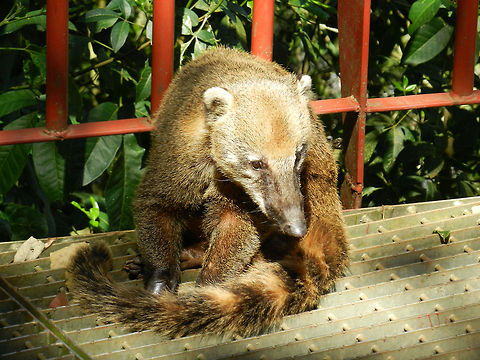 South American Coati near Iguazu falls The coatis surrounding the Iguazu falls are domesticated, in the sense that they do not fear humans, in fact, they even aggressively beg humans for food due to tourists regularly feeding them. Brazil,Coati,Iguazu falls,Nasua nasua,Raccoons,Ring-tailed Coati,South American Coati