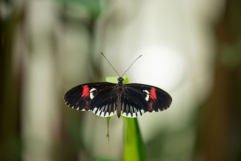 Heliconius melpomene top view, butterfly park "Vlinders aan de Vliet" This species has many sub species, each having a slightly different pattern, yet usually with the similar black, red and white colors.  Common Postman,Europe,Heliconius melpomene,Leidschedam,Macro,Netherlands,Vlinders aan de Vliet