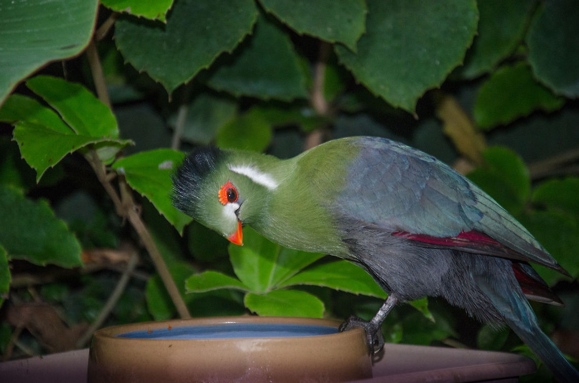 White-cheeked Turaco at Butterfly park "Vlinders aan de Vliet", Netherlands I wasn&#039;t really prepared for bird photography in this butterfly park, so this one is just a quick snap. Europe,Leidschedam,Macro,Netherlands,Tauraco leucotis,Vlinders aan de Vliet,White-cheeked Turaco