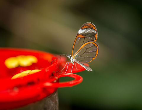 Glasswinged butterfly at feeding platform A 2nd shot of the bizarre glasswinged butterfly species. In this shot you can get an idea of how small they are. By comparison, a butterfly like the Giant Owl would cover such a platform entirely:
http://www.jungledragon.com/image/19736/yellow-edged_giant_owl_on_feeding_platter_in_butterfly_park.html Europe,Glasswinged butterfly,Greta oto,Leidschedam,Macro,Netherlands,Vlinders aan de Vliet