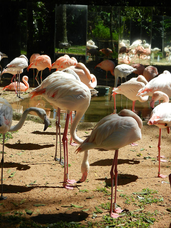 Flamingo mirror at Parque Das Aves A confusing sight at a Brazilian bird park, where a group of Flamingos is positioned across a set of mirrors in different angles. Brazil,Flamingo,Greater Flamingo,Parque Das Aves,Phoenicopterus roseus