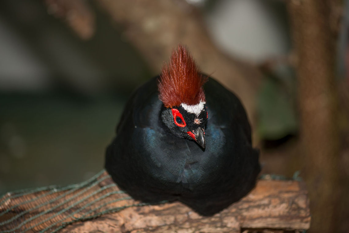 Crested Partride hipster at butterfly park Leidschedam, the Netherlands. keyword: crested. Crested Partridge,Europe,Leidschedam,Macro,Netherlands,Rollulus rouloul,Vlinders aan de Vliet