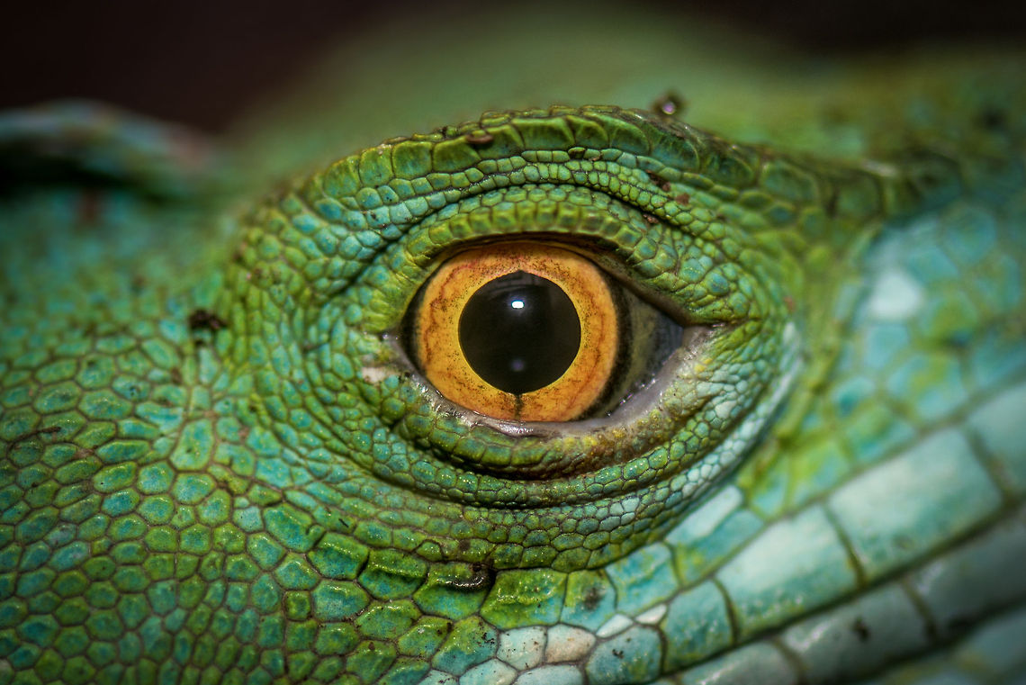 A Dragon's closeup Part of this story :)<br />
<figure class="photo"><a href="https://www.jungledragon.com/image/20193/to_all_dragons.html" title="To all Dragons"><img src="https://s3.amazonaws.com/media.jungledragon.com/images/2/20193_thumb.jpg?AWSAccessKeyId=05GMT0V3GWVNE7GGM1R2&Expires=1769040010&Signature=6misXTVvv1EnbiQGZ4fC%2Fl5DPDE%3D" width="200" height="134" alt="To all Dragons I captured this photo this year (2014) in a butterfly park in the Netherlands, yet it strongly triggers a flashback. It was in 2007, on my first wildlife trip ever, in Costa Rica, that the idea for JungleDragon was born. It took several years to bring it into existence, yet this creature symbolizes the start, and is the inspiration for it all, including the name of the site and parts of the design. <br />
<br />
Above all I wanted to build a beautiful place where people can exchange the beauty of wildlife, in rich and meaningful ways. Not just a photo experience, also an educational experience. I aim to transform all of you from nature photographers into amateur zoologist photographers. Species collectors, knowledgeable of what they capture. Explorers, actively looking to discover, learn and share. The story of JungleDragon does not occur the moment you press the shutter button, it happens before and after it as well.<br />
<br />
And everyone is invited. This site and its entire mission is only made possibly by the community who truly drives it. We are small, and a little weird, but we&#039;re independent. We&#039;re free, and we&#039;re ad-free. We don&#039;t take your money nor do we collect your data. We just love nature and sharing it in rich ways, free of clutter.<br />
<br />
If you can find yourself in that mission, then I welcome you (once again) to your online habitat, to the site that is truly built on the love of nature, and nothing else. I am proud that you&#039;re part of it, dragon.<br />
<br />
Let&#039;s end with the dragon&#039;s stare:<br />
http://www.jungledragon.com/image/20192/a_dragons_closeup.html Europe,Leidschedam,Macro,Netherlands,Vlinders aan de Vliet" /></a></figure> Europe,Leidschedam,Macro,Netherlands,Vlinders aan de Vliet