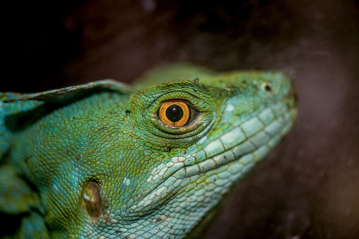To all Dragons I captured this photo this year (2014) in a butterfly park in the Netherlands, yet it strongly triggers a flashback. It was in 2007, on my first wildlife trip ever, in Costa Rica, that the idea for JungleDragon was born. It took several years to bring it into existence, yet this creature symbolizes the start, and is the inspiration for it all, including the name of the site and parts of the design. <br />
<br />
Above all I wanted to build a beautiful place where people can exchange the beauty of wildlife, in rich and meaningful ways. Not just a photo experience, also an educational experience. I aim to transform all of you from nature photographers into amateur zoologist photographers. Species collectors, knowledgeable of what they capture. Explorers, actively looking to discover, learn and share. The story of JungleDragon does not occur the moment you press the shutter button, it happens before and after it as well.<br />
<br />
And everyone is invited. This site and its entire mission is only made possibly by the community who truly drives it. We are small, and a little weird, but we're independent. We're free, and we're ad-free. We don't take your money nor do we collect your data. We just love nature and sharing it in rich ways, free of clutter.<br />
<br />
If you can find yourself in that mission, then I welcome you (once again) to your online habitat, to the site that is truly built on the love of nature, and nothing else. I am proud that you're part of it, dragon.<br />
<br />
Let's end with the dragon's stare:<br />
<figure class="photo"><a href="https://www.jungledragon.com/image/20192/a_dragons_closeup.html" title="A Dragon's closeup"><img src="https://s3.amazonaws.com/media.jungledragon.com/images/2/20192_thumb.jpg?AWSAccessKeyId=05GMT0V3GWVNE7GGM1R2&Expires=1759968010&Signature=Puc%2Bp5qp1aFkRiToVKMD5uaitaQ%3D" width="200" height="134" alt="A Dragon's closeup Part of this story :)<br />
http://www.jungledragon.com/image/20193/to_all_dragons.html Europe,Leidschedam,Macro,Netherlands,Vlinders aan de Vliet" /></a></figure> Europe,Leidschedam,Macro,Netherlands,Vlinders aan de Vliet
