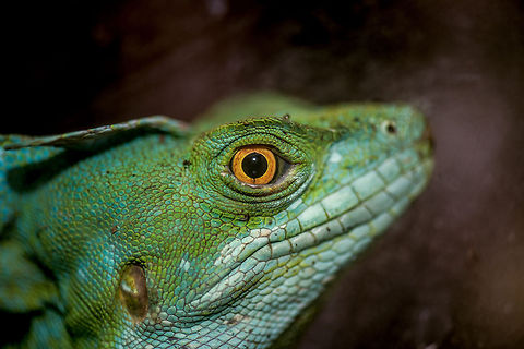 To all Dragons I captured this photo this year (2014) in a butterfly park in the Netherlands, yet it strongly triggers a flashback. It was in 2007, on my first wildlife trip ever, in Costa Rica, that the idea for JungleDragon was born. It took several years to bring it into existence, yet this creature symbolizes the start, and is the inspiration for it all, including the name of the site and parts of the design. 

Above all I wanted to build a beautiful place where people can exchange the beauty of wildlife, in rich and meaningful ways. Not just a photo experience, also an educational experience. I aim to transform all of you from nature photographers into amateur zoologist photographers. Species collectors, knowledgeable of what they capture. Explorers, actively looking to discover, learn and share. The story of JungleDragon does not occur the moment you press the shutter button, it happens before and after it as well.

And everyone is invited. This site and its entire mission is only made possibly by the community who truly drives it. We are small, and a little weird, but we're independent. We're free, and we're ad-free. We don't take your money nor do we collect your data. We just love nature and sharing it in rich ways, free of clutter.

If you can find yourself in that mission, then I welcome you (once again) to your online habitat, to the site that is truly built on the love of nature, and nothing else. I am proud that you're part of it, dragon.

Let's end with the dragon's stare:
http://www.jungledragon.com/image/20192/a_dragons_closeup.html Europe,Leidschedam,Macro,Netherlands,Vlinders aan de Vliet
