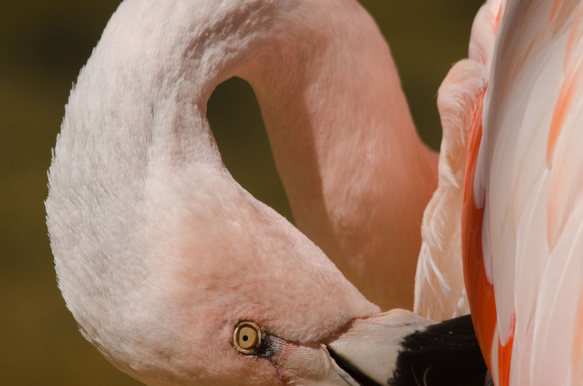 Flamingo closeup bended neck Closeup of a Flamingo cleaning its feathers at the Parque Das Aves aviary, Brazil. Brazil,Flamingo,Greater Flamingo,Parque Das Aves,Phoenicopterus roseus