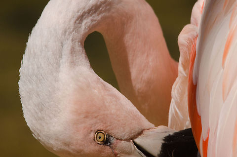 Flamingo closeup bended neck Closeup of a Flamingo cleaning its feathers at the Parque Das Aves aviary, Brazil. Brazil,Flamingo,Greater Flamingo,Parque Das Aves,Phoenicopterus roseus
