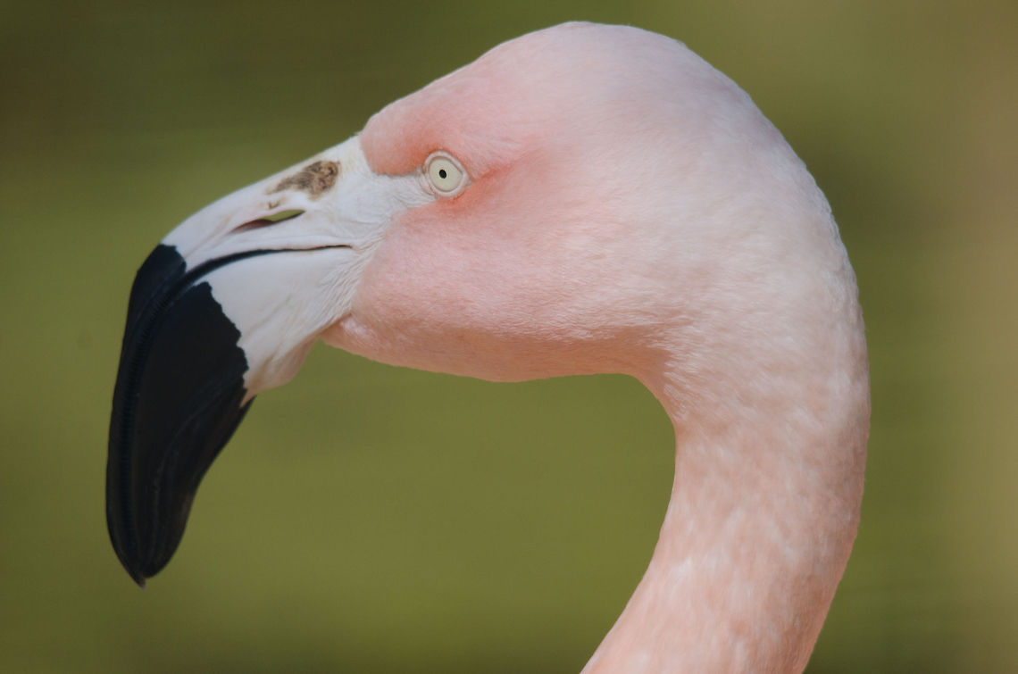 Flamingo closeup Closeup of a Flamingo at the Parque Das Aves aviary in Brazil. Brazil,Flamingo,Greater Flamingo,Parque Das Aves,Phoenicopterus roseus